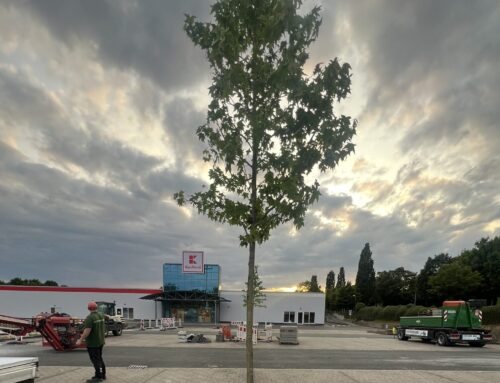 Außenanlagen für Kaufland-Neubau in Heiligenhaus